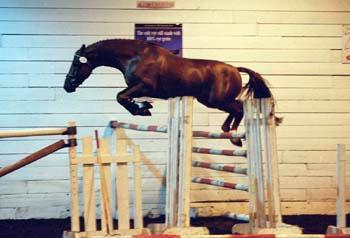 1183-33.jpg - CWHBA Stallion test, 2000, free jumping